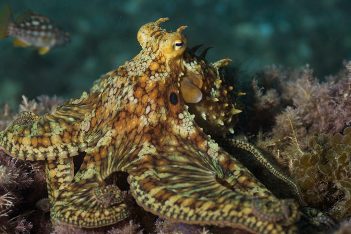 Octopuses Could Have 480 Million-12 months-Previous Intercourse Chromosomes