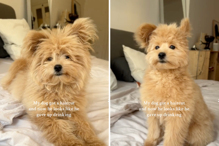 Web Obsessed With Pet’s Haircut Transformation: ‘How Is He Actual?’