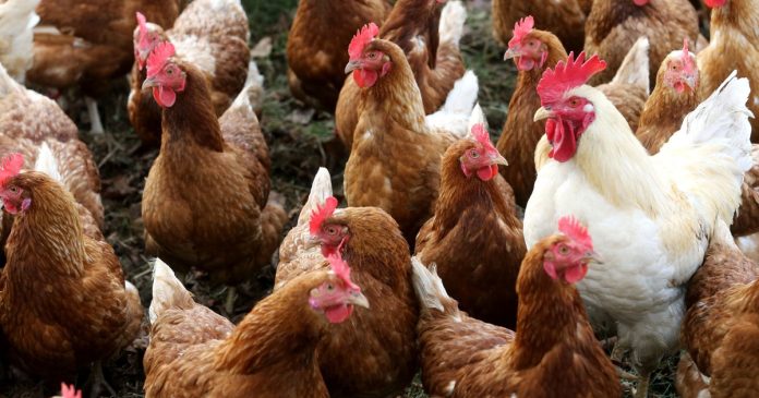 Trump’s drive to reshape authorities threaten chicken flu response