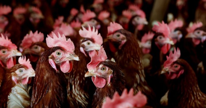 With eggs costs at document highs, why is not the U.S. utilizing a chicken flu vaccine in poultry?