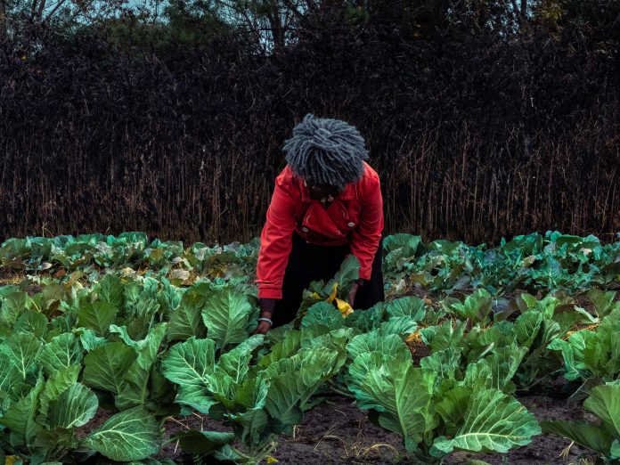 These Entrepreneurs Are Constructing a Meals Legacy Alongside the South Carolina Coast