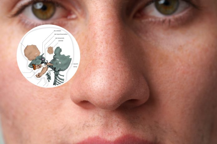 Evolution: Principle of How People Obtained Our Noses Challenged