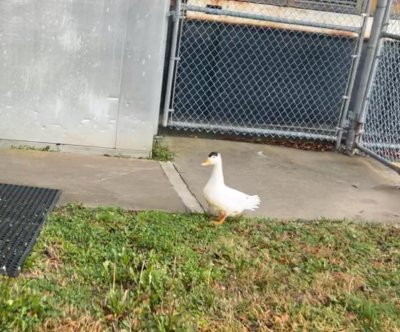 Look: ‘Bernice’ the duck apprehended after breaking into Georgia jail