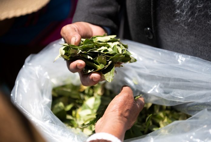 Indigenous teams demand coca leaves be legalized. Will the world pay attention?