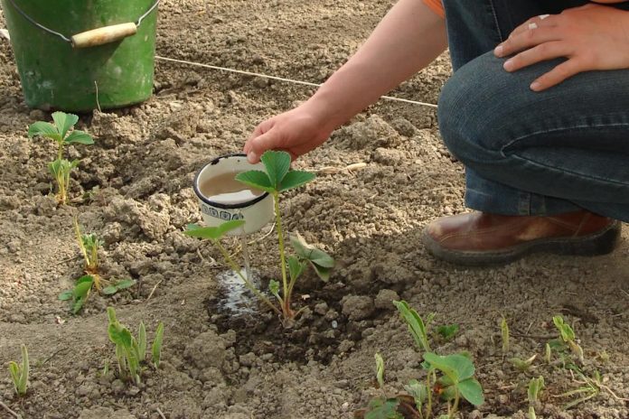 Researchers make shocking discovery after planting two frequent crops aspect by aspect — here is the way it might shake up meals manufacturing