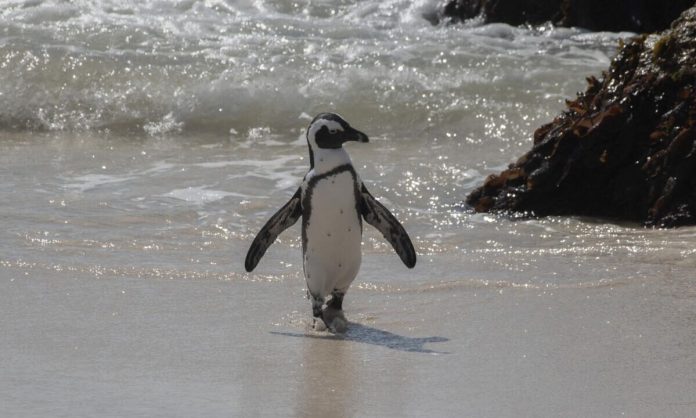 South Africa courtroom bars fishing to guard endangered African penguins