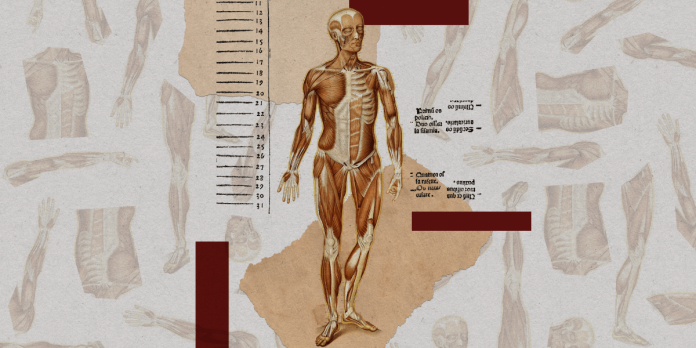 Ethically sourced “spare” human our bodies might revolutionize medication