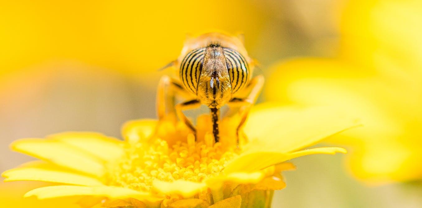 flies-are-masters-of-migration-its-about-time-they-received-some-credit-score.jpg Flies are masters of migration – it’s about time they received some credit score