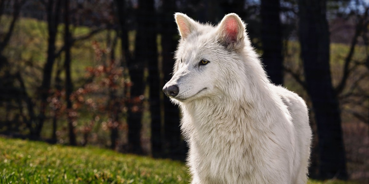 the-obtain-a-dire-wolf-revival-and-safeguarding-ai-companions.jpg The Obtain: a “dire wolf” revival, and safeguarding AI companions