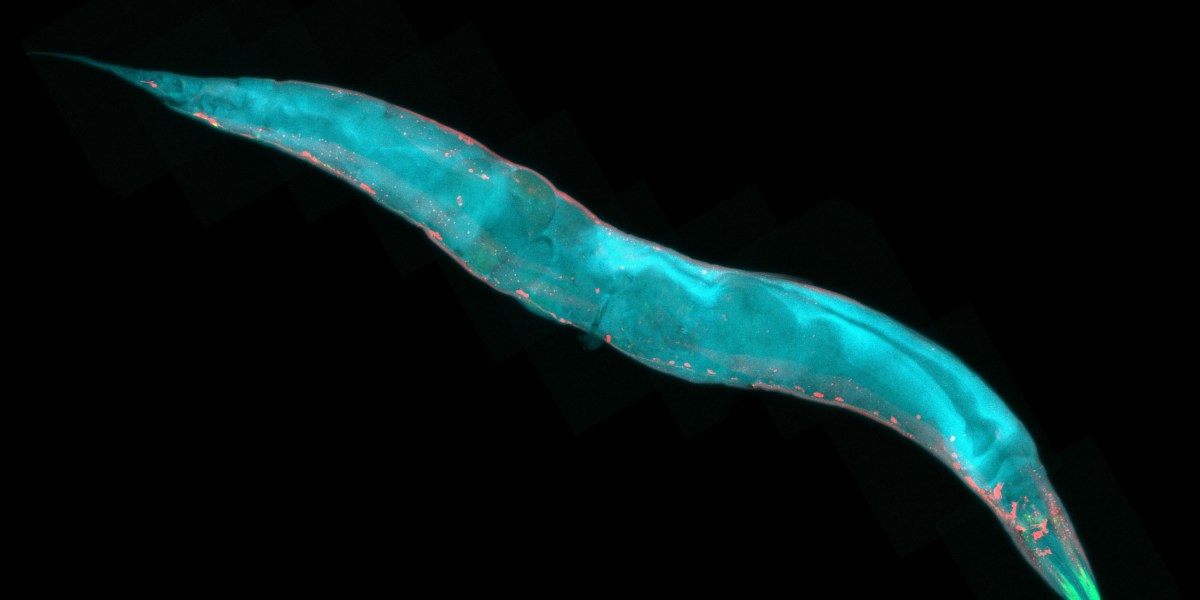 love-or-immortality-a-brief-story.jpg Love or immortality: A brief story