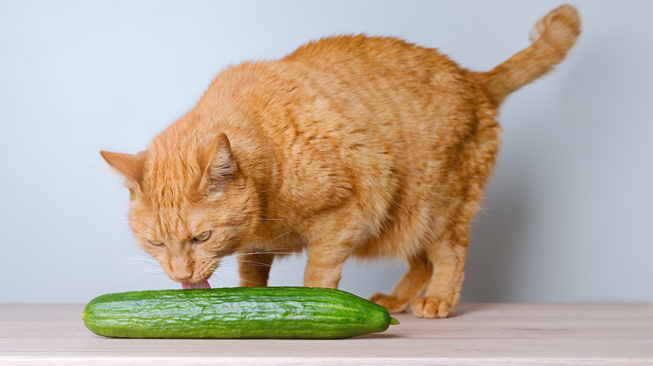 are-cats-actually-afraid-of-cucumbers-we-requested-the-consultants.jpg Are cats actually afraid of cucumbers? We requested the consultants.