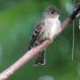 Earlier migration indicators deeper hassle for tiny birds