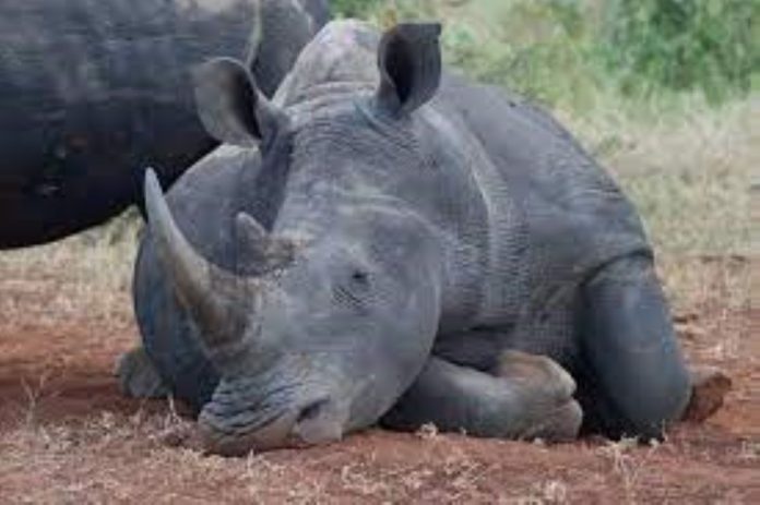 Zimbabwean rhino poacher sentenced to 110 years’ imprisonment