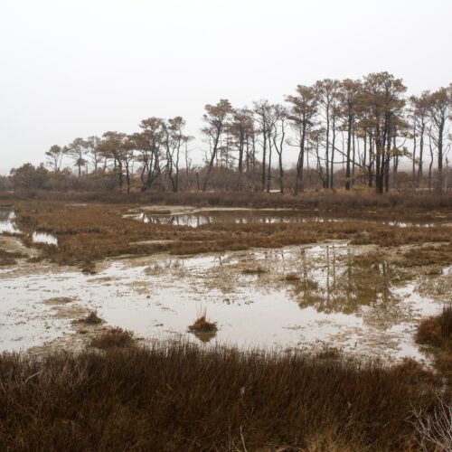 ghost-forests-are-rising-as-sea-ranges-rise.jpg Ghost forests are rising as sea ranges rise