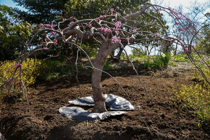 Planting a tree? Small investments in effort and time pays lengthy dividends