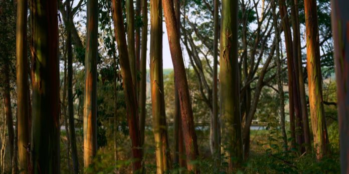 Contained in the controversial tree farms powering Apple’s carbon impartial objective