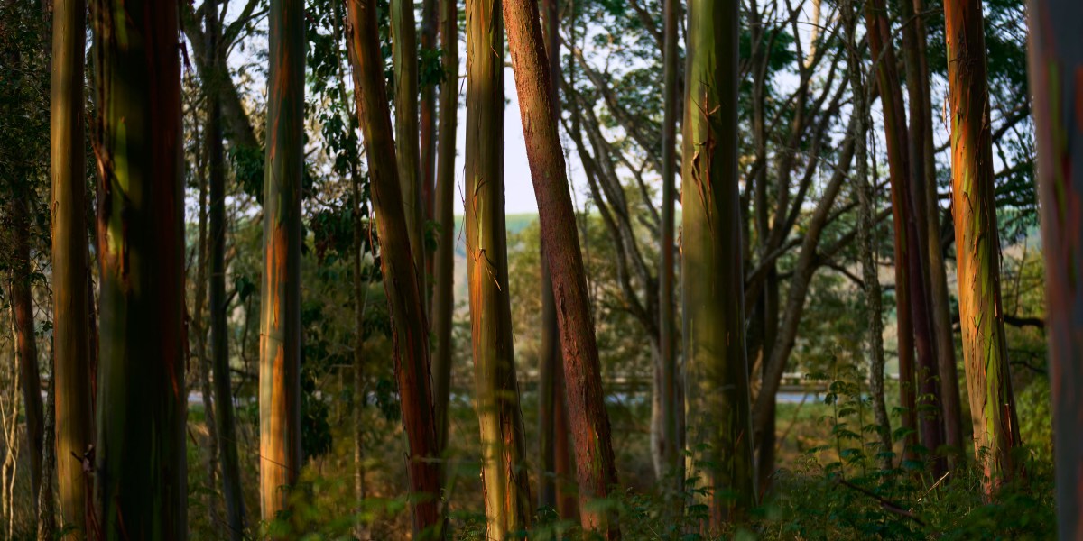 contained-in-the-controversial-tree-farms-powering-apples-carbon-impartial-objective.jpg Contained in the controversial tree farms powering Apple’s carbon impartial objective