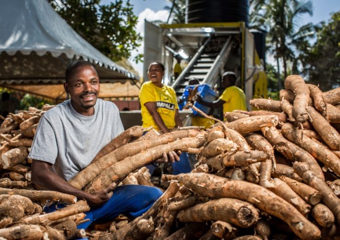 How one can Begin a Cassava Export Enterprise in Nigeria