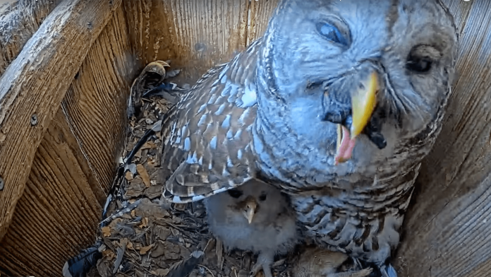 Watch an owl attempt to eat a turtle entire