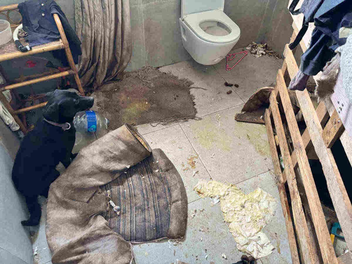 spca-update-k9-patrol-pet-military-accused-granted-bail.jpeg SPCA UPDATE: K9 Patrol Pet Military accused granted bail