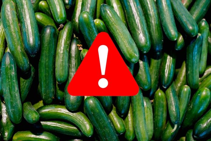 Main Salmonella Outbreak: Cucumbers Linked to 26 Diseases in 15 States