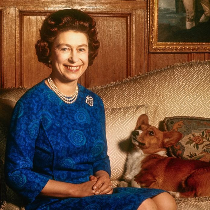 That is What Queen Elizabeth Fed Her Corgis (and It’s Not Canine Meals)