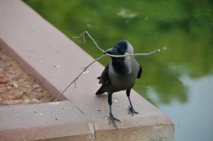 Prime 7 Animals That Give Every Different Items  