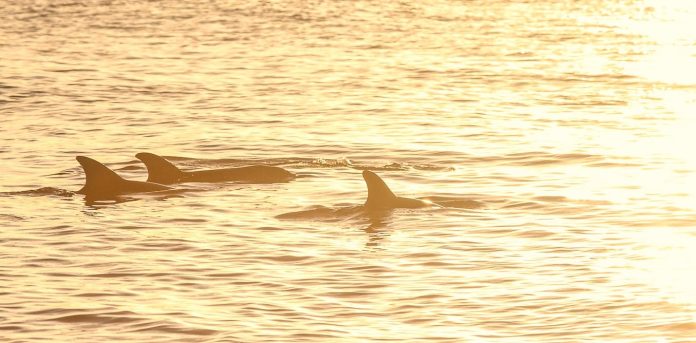 Faces you hear? Dolphin ‘signature whistles’ could transmit extra than simply id data