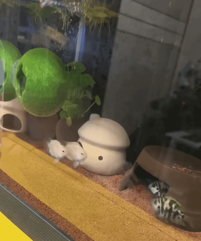 Fish arguing with one another.