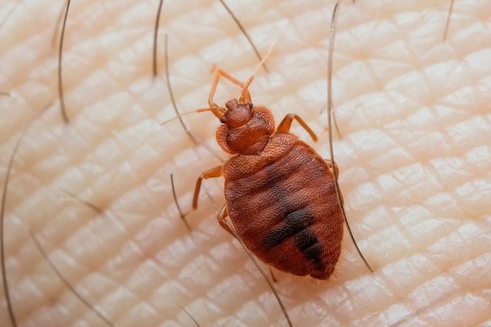 Mattress Bugs Could also be The First Human Pest, Having Unfold to Neanderthals 60,000 Years In the past