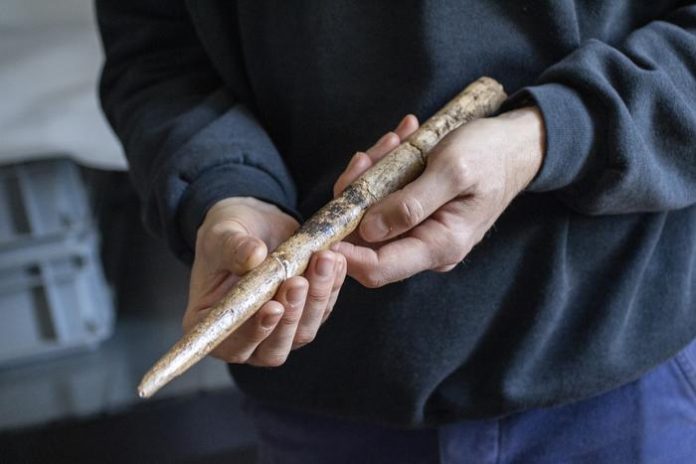 20,000-Yr-Outdated Whale Bone Instruments Found in Europe Thought-about World’s Oldest