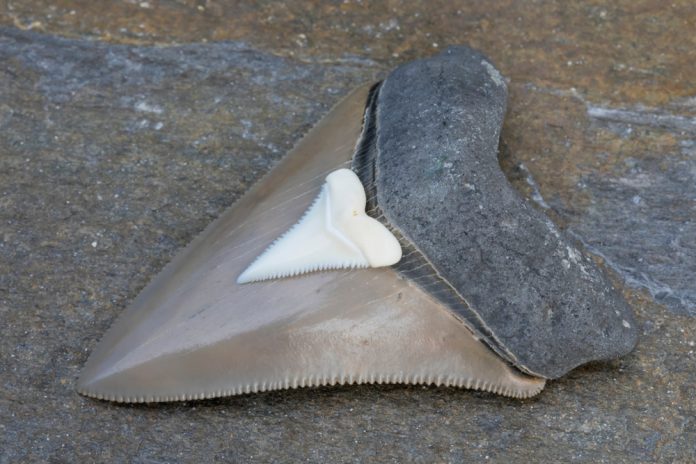 18-Million-Yr-Outdated Megalodon Tooth Reveal the Predator’s Stunning Food plan