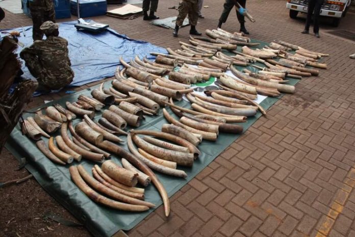 Hero rats among the many world anti-poaching efforts affected by U.S. funding cuts