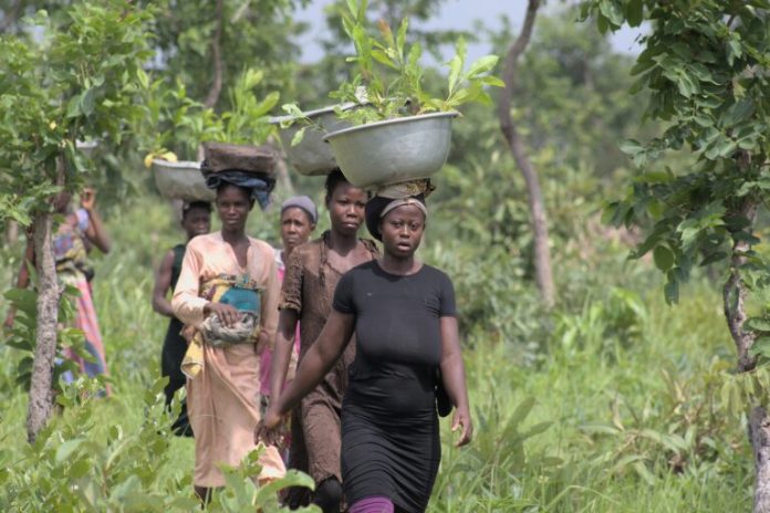 After controversy, Plant-for-the-Planet focuses on the trees