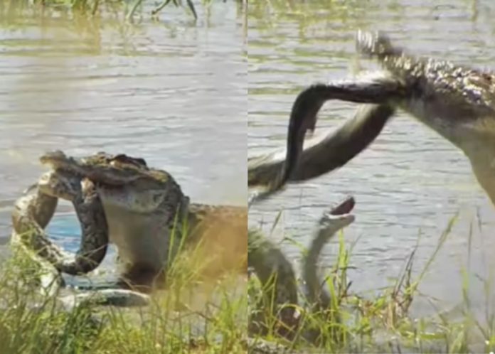 Animal sighting: Python fights to escape crocodile’s grip