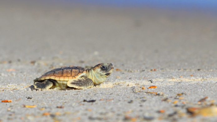 13 serene nature images from the Florida State Parks photo contest