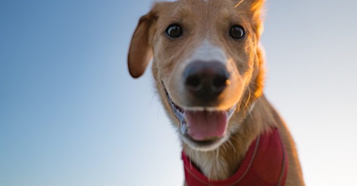 Can we ever understand our dogs?