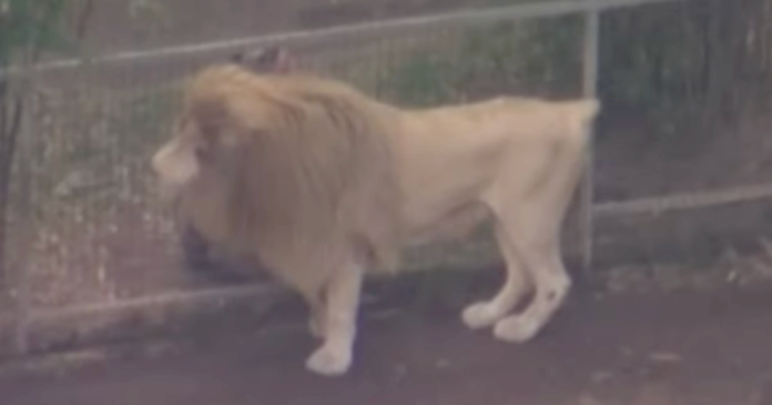 Lion Attacks Woman At Australian Zoo, Severely Injuring Her Arm