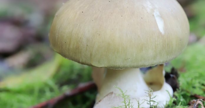 Woman Found Guilty Of Mushroom Murders That Shocked Australia