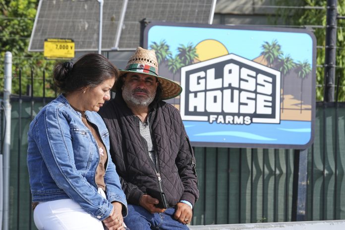 Farmworker Dies After Falling During ICE Raid at Cannabis Farm