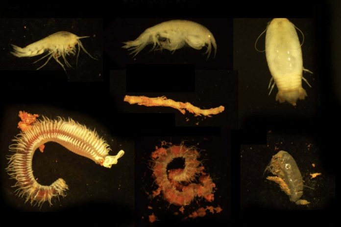 Underwater volcanic brine pools could be home to extreme life forms