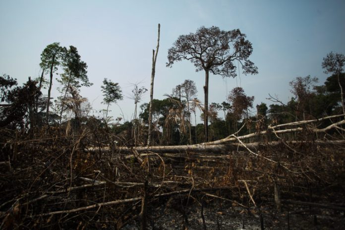 Amazon deforestation spikes as Brazil blames criminal fires