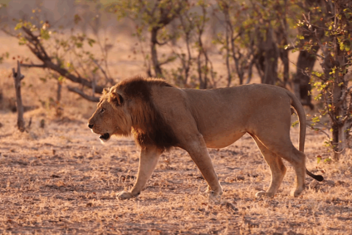 From protection to control: Van Beeman and Kaplin discuss conservation in Africa