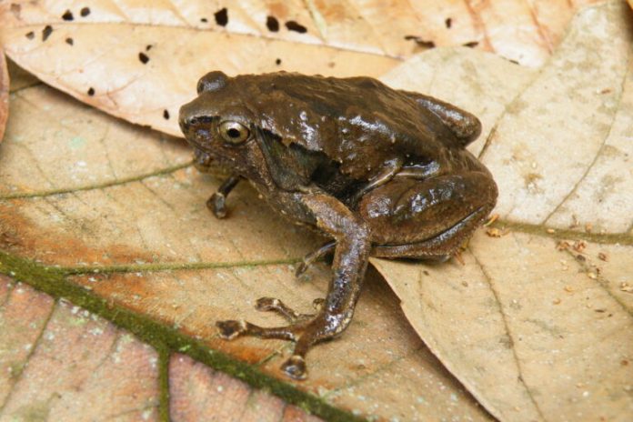 Deforestation in the Philippines may have caused infertile hybrids of endemic frogs, study finds