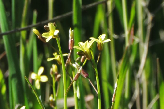 In California, an invasive mustard is destabilizing desert plant communities