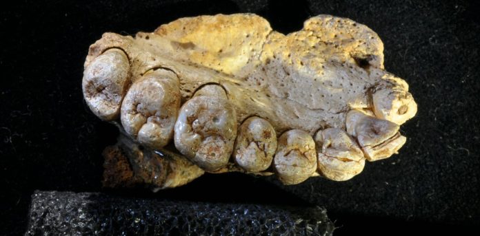 Scientists could be accidentally damaging fossils with a method we thought was safe