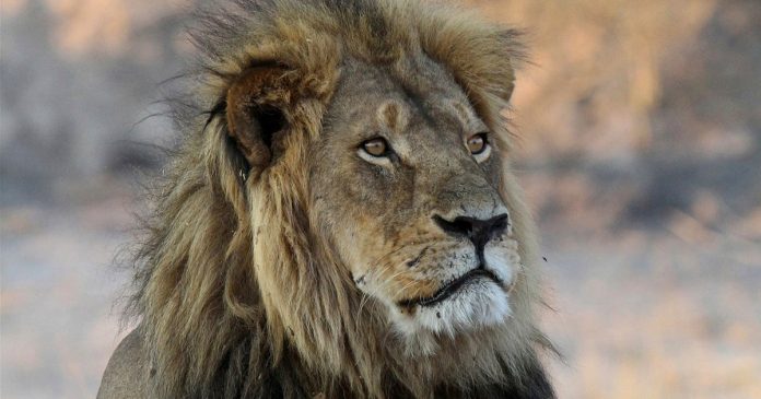 Fury As Trophy Hunter Kills Research Lion In Zimbabwe
