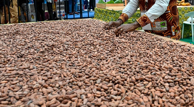 fg-committed-to-boosting-oil-palm-cocoa-production-shettima.jpg FG Committed To Boosting Oil Palm, Cocoa Production — Shettima