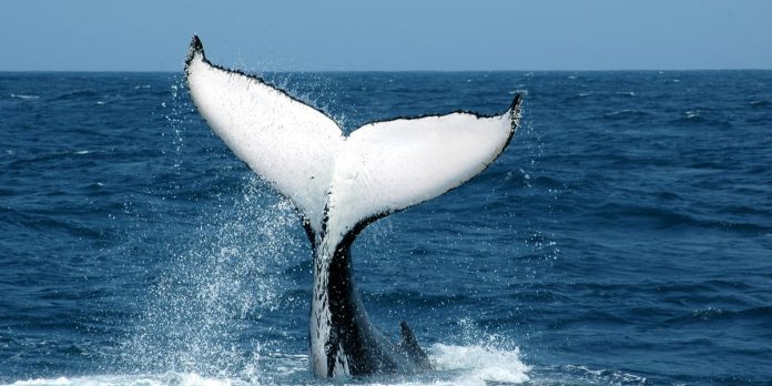Sam Altman and the whale
