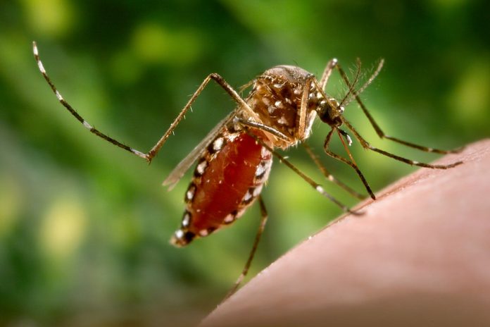 Should You Worry the New Chikungunya Virus Outbreak in China Could Reach the U.S.?